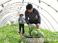 鸦鹊岭镇“四轮”驱动 农业供给侧改革插上腾飞翅膀