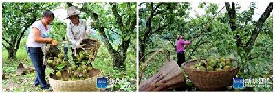 新华社：板栗产业助增收