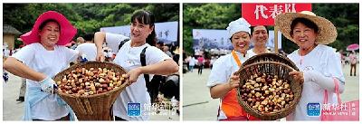 新华社客户端：栗园盛会乐丰收