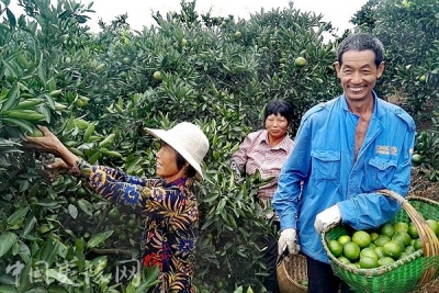 夷陵区特早熟柑桔销售近2万吨