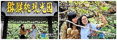 新华社客户端：桃园彩绘靓乡村