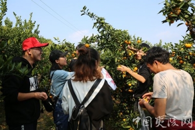 2017官庄“夷陵红”第二届柑桔采摘节暨夷陵区首届网上柑桔节启动