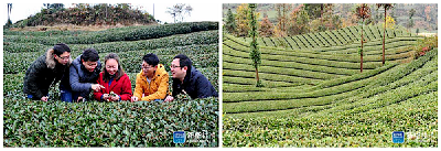 新华社客户端：学习实践接地气 青春建功在茶乡