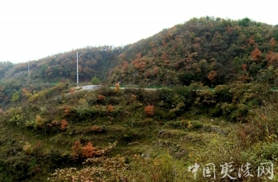 中洲山村：脱贫攻坚引领乡村振兴 