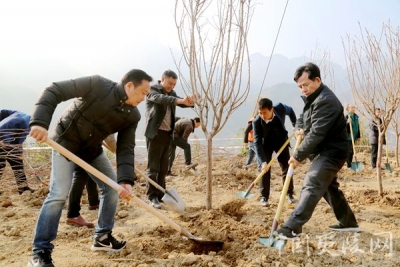 长江夷陵段全流域植树添新绿 建设三峡生态屏障第一区