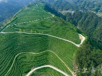 你知道吗？夷陵有一处颜值爆表的绿色生态茶园 ！
