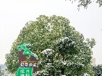 当夷陵遇上雪 水雾朦胧惹人驻足