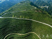 你知道吗？夷陵有一处颜值爆表的绿色生态茶园 ！
