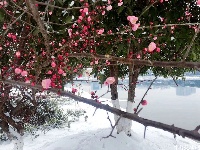 当夷陵遇上雪 水雾朦胧惹人驻足