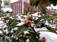 当夷陵遇上雪 水雾朦胧惹人驻足