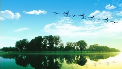 夷陵区森林防火暨散坟整治、“两禁”工作视频会召开