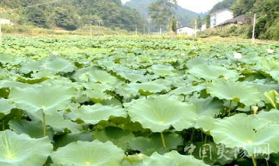 土地改良种莲藕 带动村民共致富 