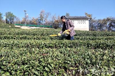 茶园冬管做得好 来年高产又质优