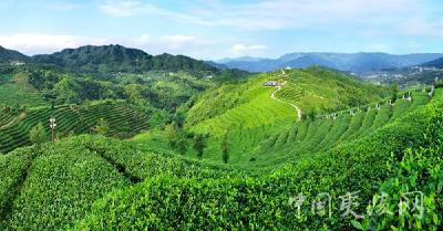 打造“三峡茶谷” 聚力乡村振兴