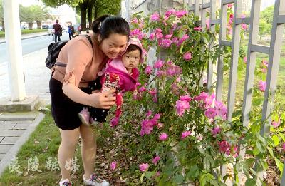 万株月季发 花重夷陵城