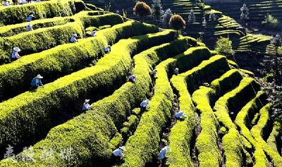 推进茶旅融合 建设最美茶乡