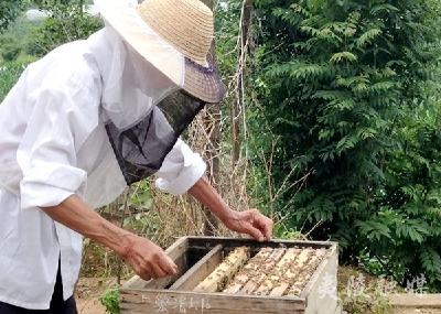 七旬农民带领乡亲发展养蜂业助力增收