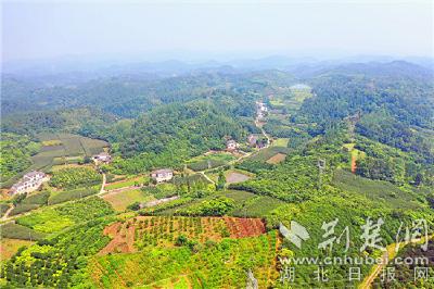 在高山种蓝莓 龙头企业发展特色产业助力乡村振兴