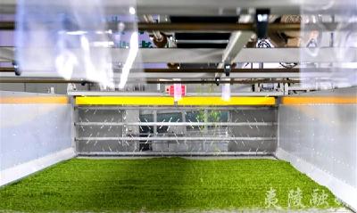 夷陵区上半年茶叶产销两旺