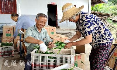 分乡镇中洲山村线椒采摘忙