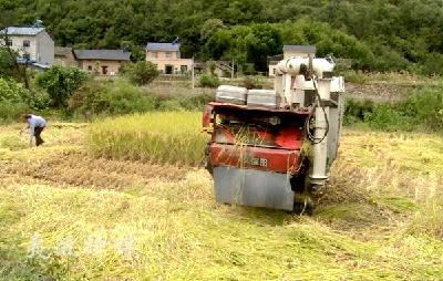 水稻丰收“金”满地 稻米飘香乐开怀