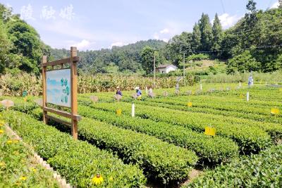 鲜叶价涨三成 夷陵夏秋茶逆市飘红