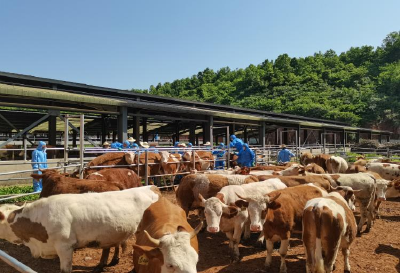 夷陵加速推进无疫区建设