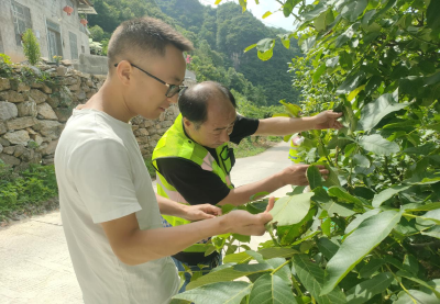 强病虫害防治监测 保林产业健康发展