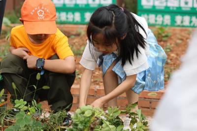 节气里的夷陵——芒种时节 亲子同耕