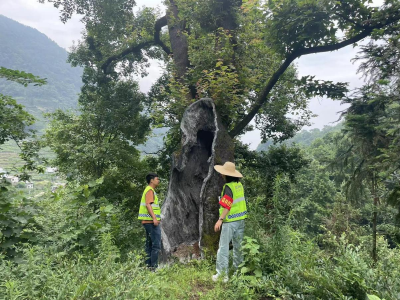 开展古树救援 守护坝区绿水青山