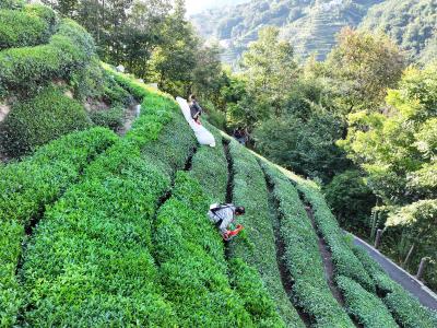 夏秋茶采摘加工忙 助农增收促振兴