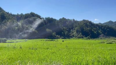 无人机飞防 为水稻丰收保驾护航