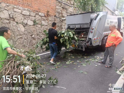 齐心协力除隐患 修剪树枝解民忧