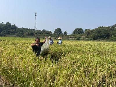 鸦鹊岭：抓实肥料利用率试验 助推化肥减量增效