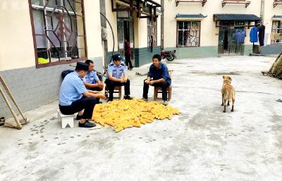 秋茶采摘季，老黄又笑了