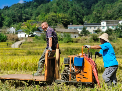 又“稻”丰收季 冷水稻基地开镰