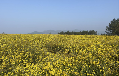 药菊种植，绽放农旅融合发展新篇章