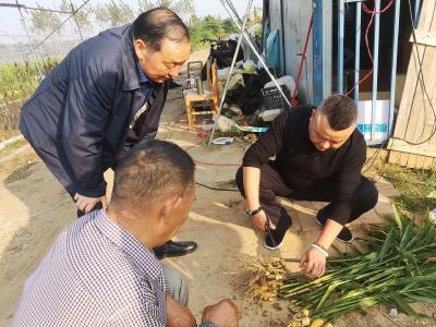 上洋村到鸦鹊岭东山村学习生姜种植管理技术