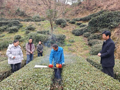 科技赋能春茶香，抢抓农时春耕忙