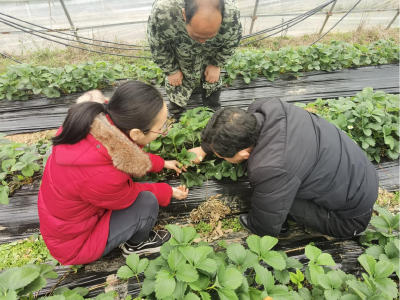 春耕时节村民忙 夷陵农技来帮忙