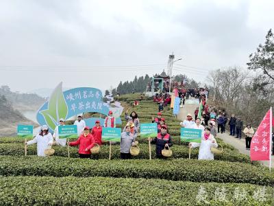 夷陵区春茶开园 社会化服务全链护航茶香飘四海