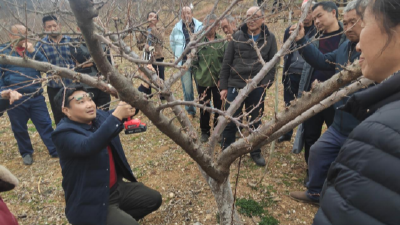 种植培训进乡村 产业发展添动力