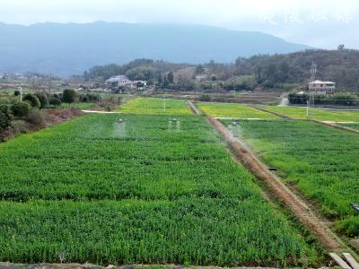 油菜管护正当时  “飞防”植保来“护航”