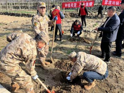 雾渡河镇：种植希望 产业复绿