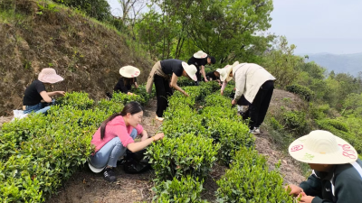乐天溪镇：春日茶山变教育课堂，社区矫正助农显担当