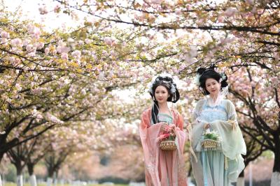 酒旅融合，游客云集！稻花香樱花游引爆春日热潮