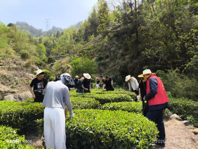 田间地头话国安 春茶时节普法忙