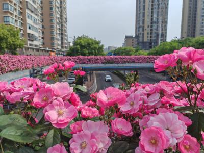 夷陵月季花开满城