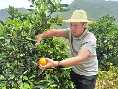 退伍军人变身“橙”意村官！跨村跟岗，书写乡村振兴新故事