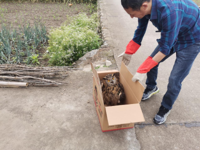 暖心救助受伤猫头鹰 携手守护野生动物家园